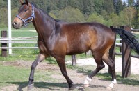LORRAINE